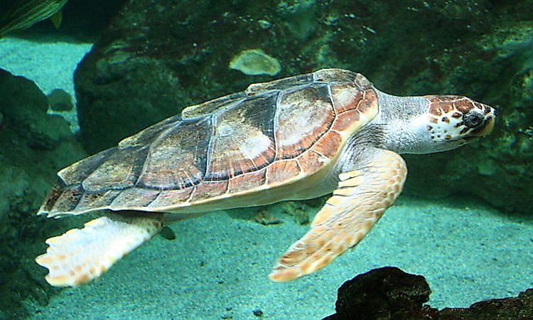#3 Zakynthos National Marine Park -