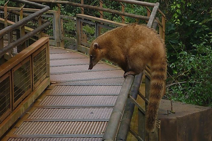 #1 Coatimundi