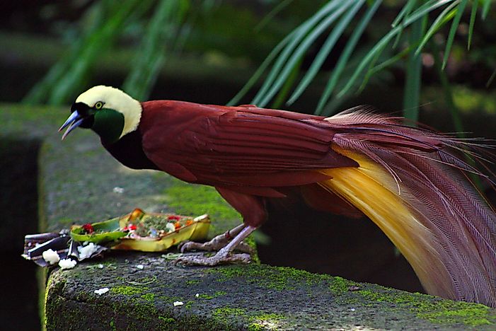 #12 Papua New Guinea