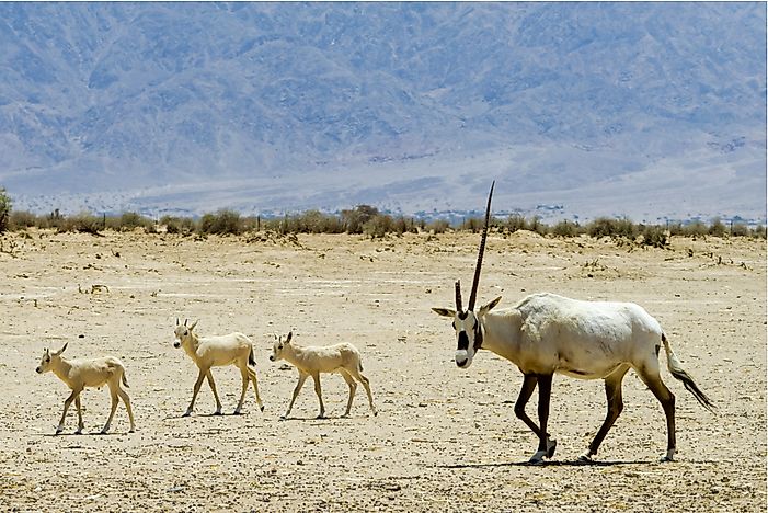#8 Arabian Oryx