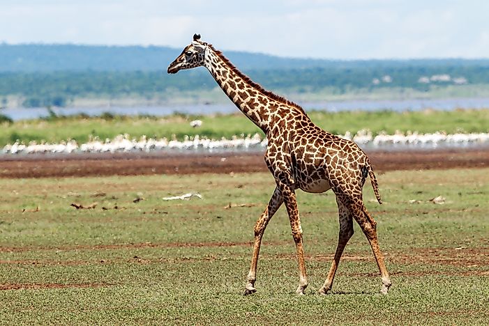 #2 Masai Giraffe (G. c. tippelskirchi)