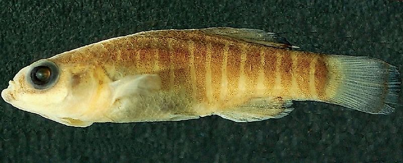 Native Fish Species Of Iran