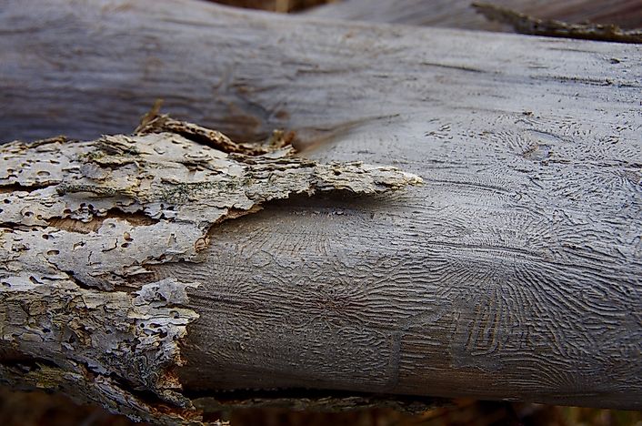 What Is Dutch Elm Disease?