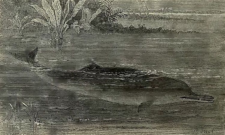 #9 Gangetic Dolphin -
