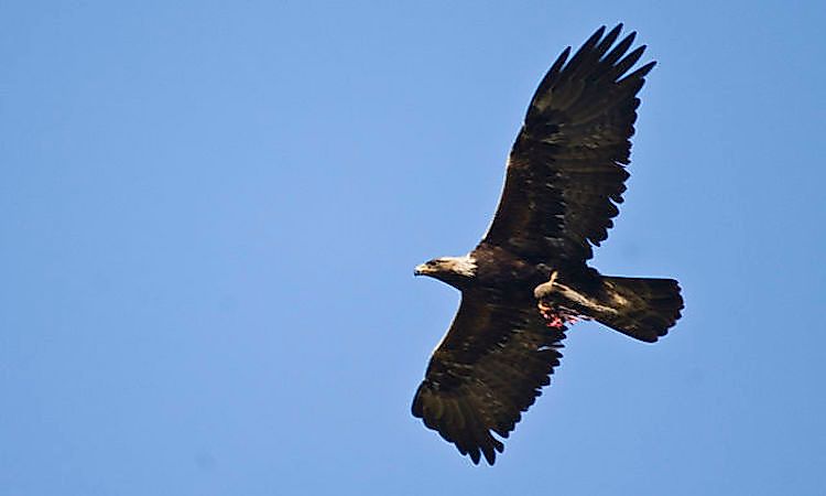 #7 Golden Eagle -