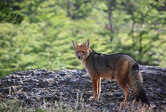 The South American gray fox. The South American gray fox.