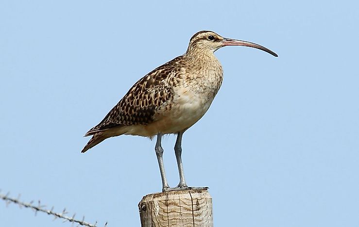 #1 Bristle-thighed curlew