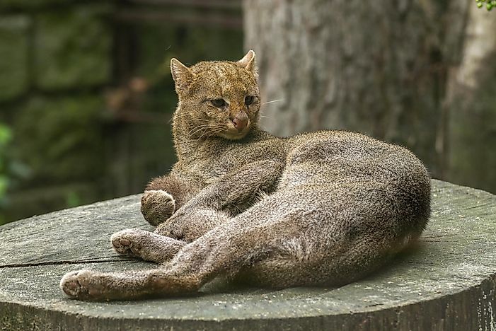 #1 Jaguarundi