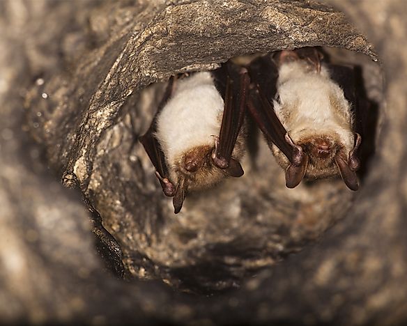 What Is Hibernation?