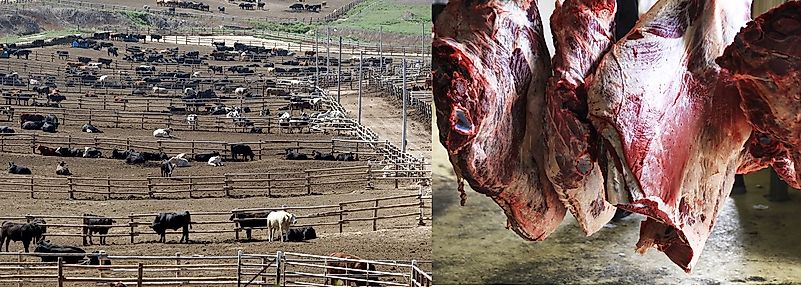US States That Slaughter The Most Animals For Meat