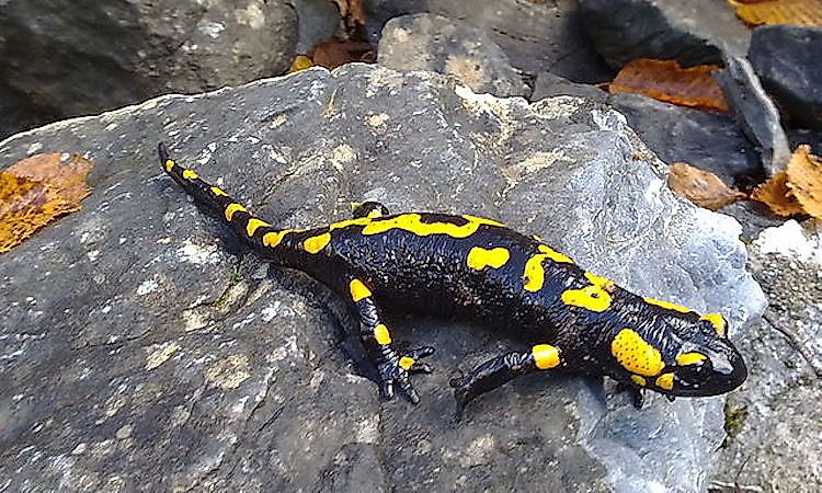 #8 Olympus National Park -