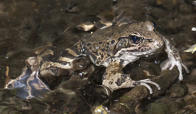 What Is The California State Amphibian?