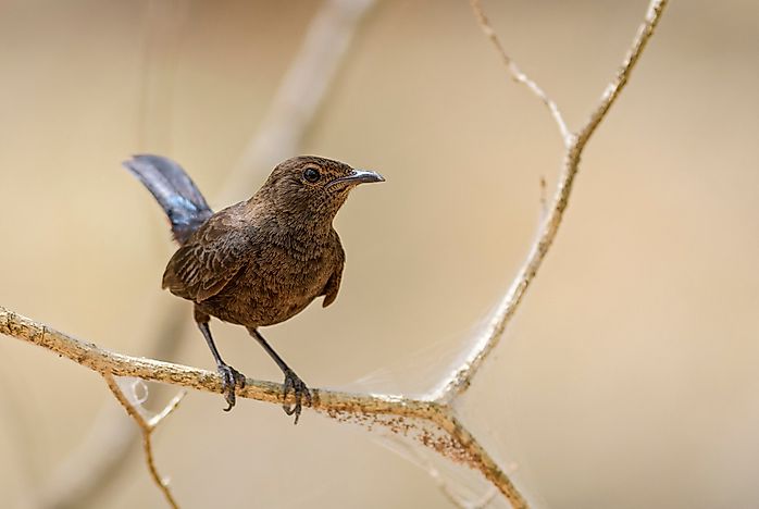 #8 Sri Lanka Whistling Thrush