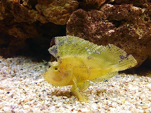 A yellow scorpionfish. A yellow scorpionfish.