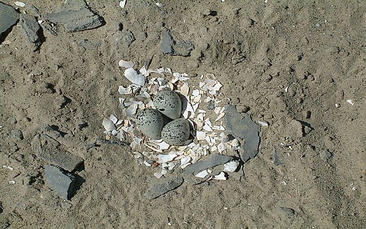 The Charadrius plover scrape.