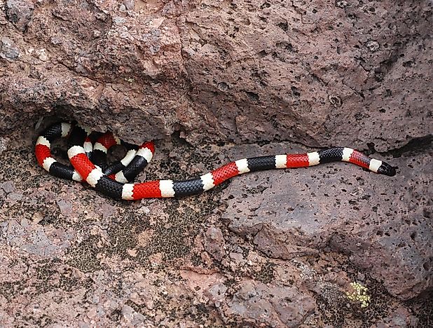 The Venomous Snakes Of New Mexico