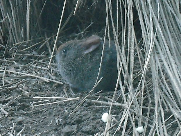 Volcano Rabbit Facts: Animals of North America