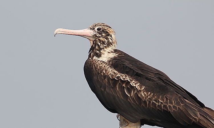 # 3 Ilha de Natal Frigatebird -  