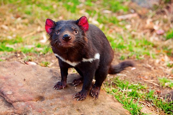 #6 Tasmanian Devil