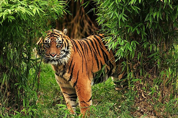 #1 Bengal Tiger