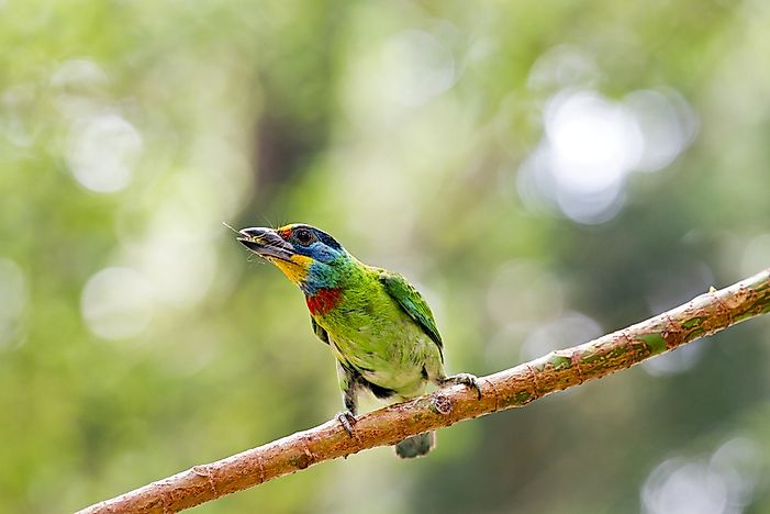 #1 Taiwan Barbet