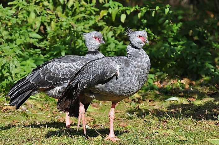 Native Birds of Uruguay
