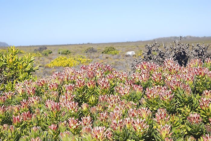Fynbos shrubland ecoregion in Cape Point, South Africa.