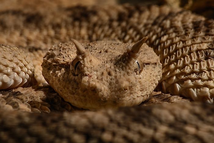 Native Reptiles Of Mauritania