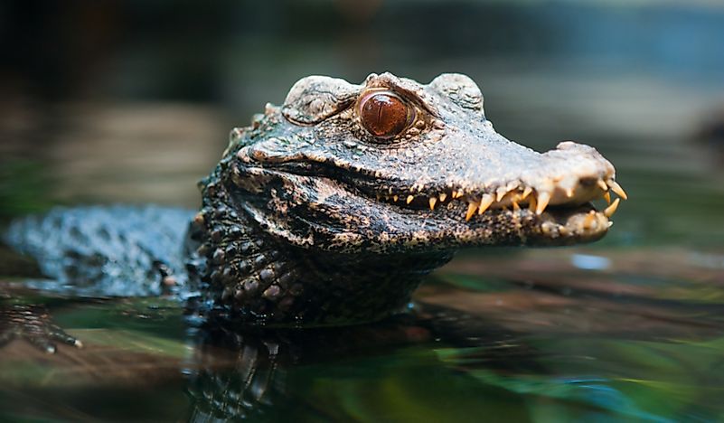 #6 Cuvier's Dwarf Caiman