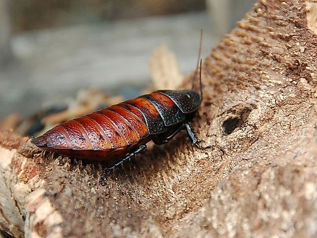 #5 Madagascar Hissing Cockroaches