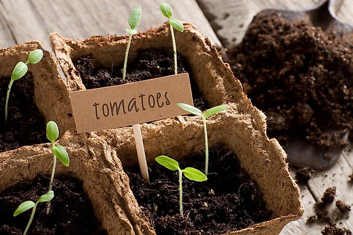 Tomatoes are an example of a plant that does not require a great amount of work to care for. Tomatoes are an example of a plant that does not require a great amount of work to care for.