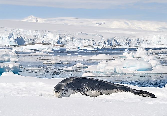 #2 Leopard Seal