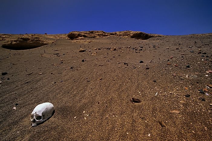 The unusually shaped skulls found in Peru. The unusually shaped skulls found in Peru.