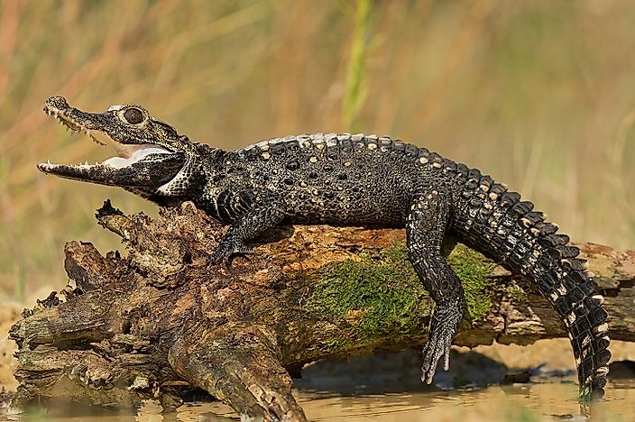 #3 Caiman