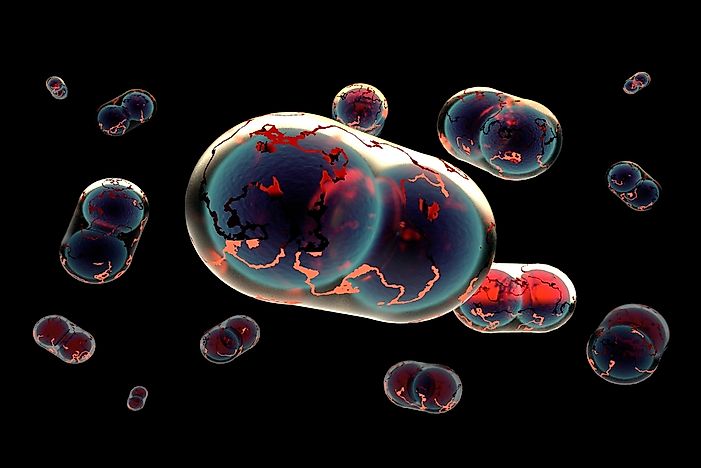 Smallpox Facts: Diseases of the World