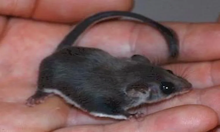 #3 Feathertail Glider -