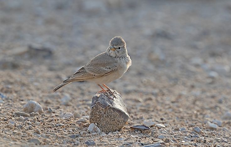 Cotovia do deserto
