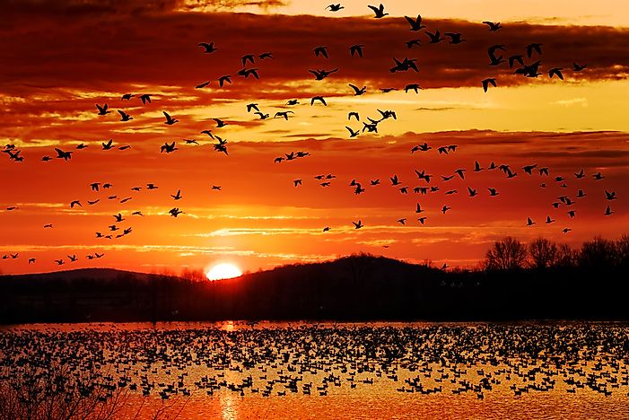 Days And Holidays Dedicated To Birds