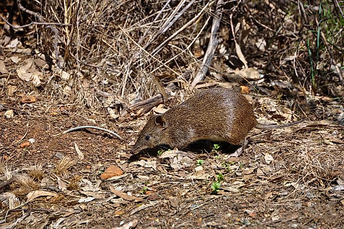 #12 Bandicoot