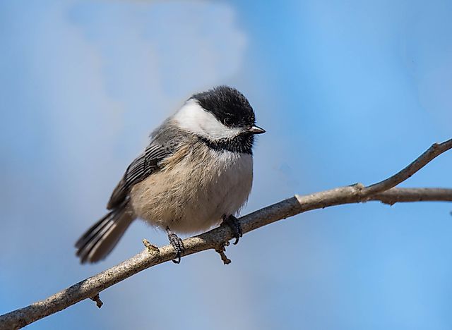 #4 Chickadee
