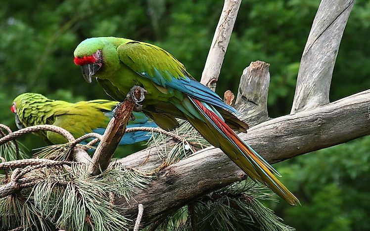 #8 Great Green Macaw