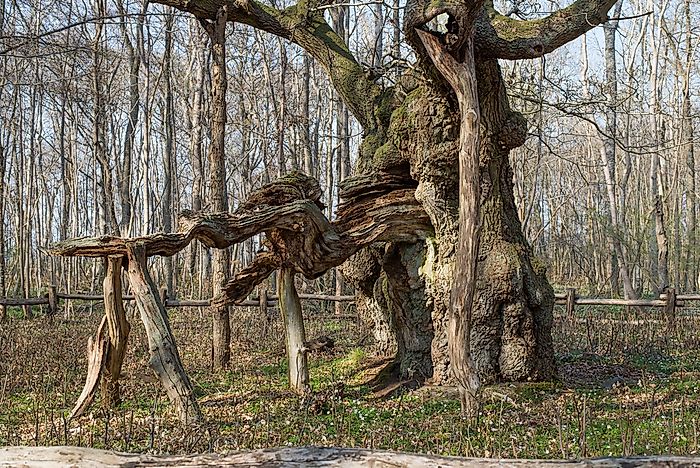What And Where Is Kongeegen (the King Oak)?