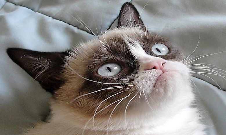 Richest Pets In The World