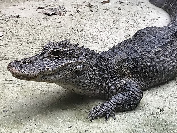 chino crocodile
