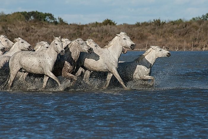 #2 Camargue Horse