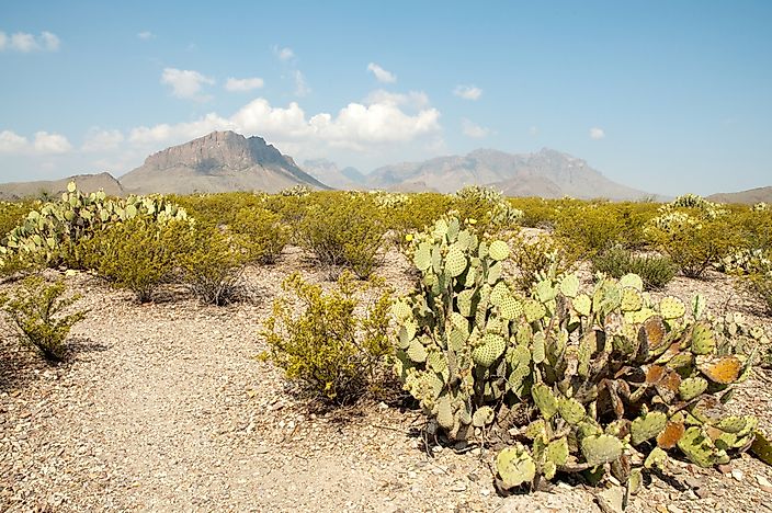 #1 Chihuahuan Desert