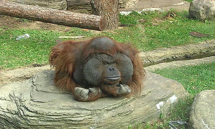 Indonesia Animals Facts : 182 best Indonesian animals images on Pinterest | School ... - Papua province is not one of them.