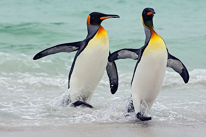 King penguins, Falkland Islands. King penguins, Falkland Islands.