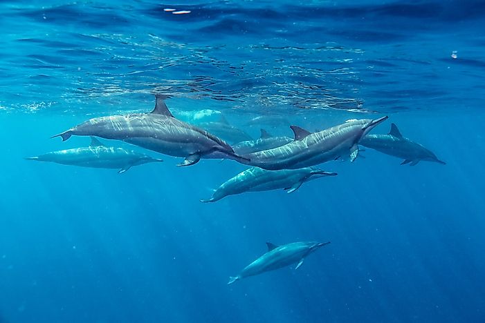 How Many Different Types of Dolphins Are There?