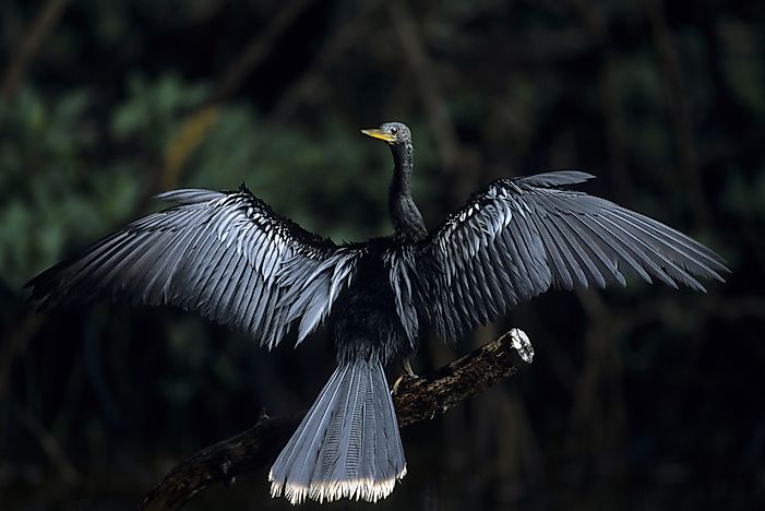 Anhinga Facts: Animals of North America